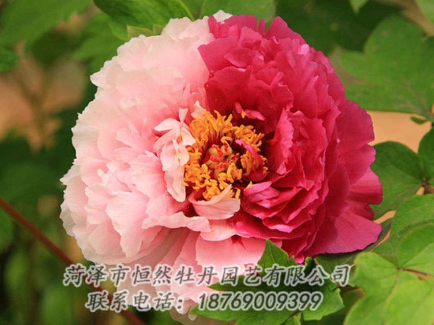 點擊查看詳細(xì)信息<br>標(biāo)題：復(fù)色牡丹 閱讀次數(shù)：1374