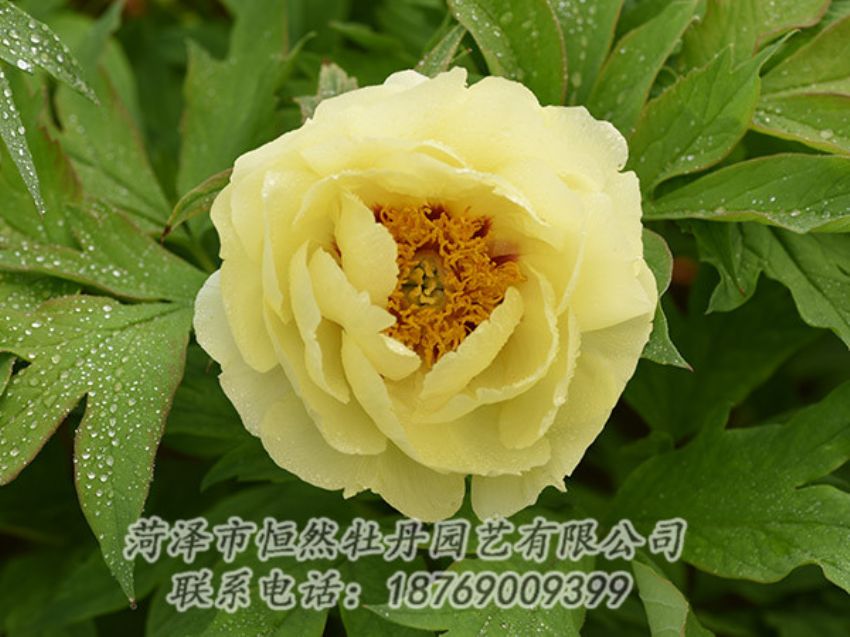 點(diǎn)擊查看詳細(xì)信息<br>標(biāo)題：黃色牡丹 閱讀次數(shù)：1179
