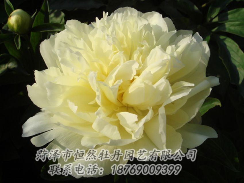 點(diǎn)擊查看詳細(xì)信息<br>標(biāo)題：黃色牡丹 閱讀次數(shù)：1138