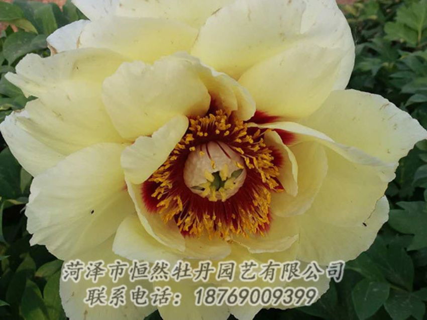 點擊查看詳細信息<br>標題：黃色牡丹 閱讀次數(shù)：1243