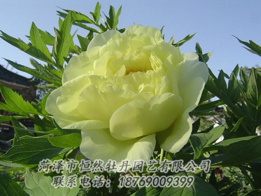 點擊查看詳細信息<br>標題：黃色牡丹 閱讀次數(shù)：1199