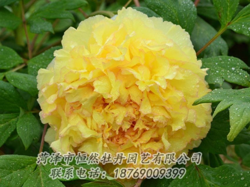 點擊查看詳細信息<br>標題：黃色牡丹 閱讀次數(shù)：1229