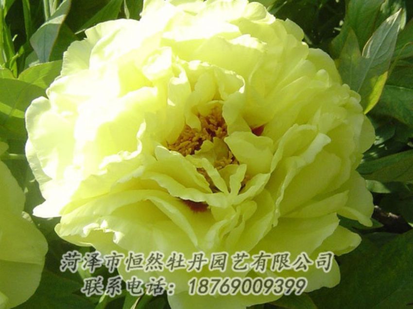 點擊查看詳細信息<br>標題：黃色牡丹 閱讀次數(shù)：1201