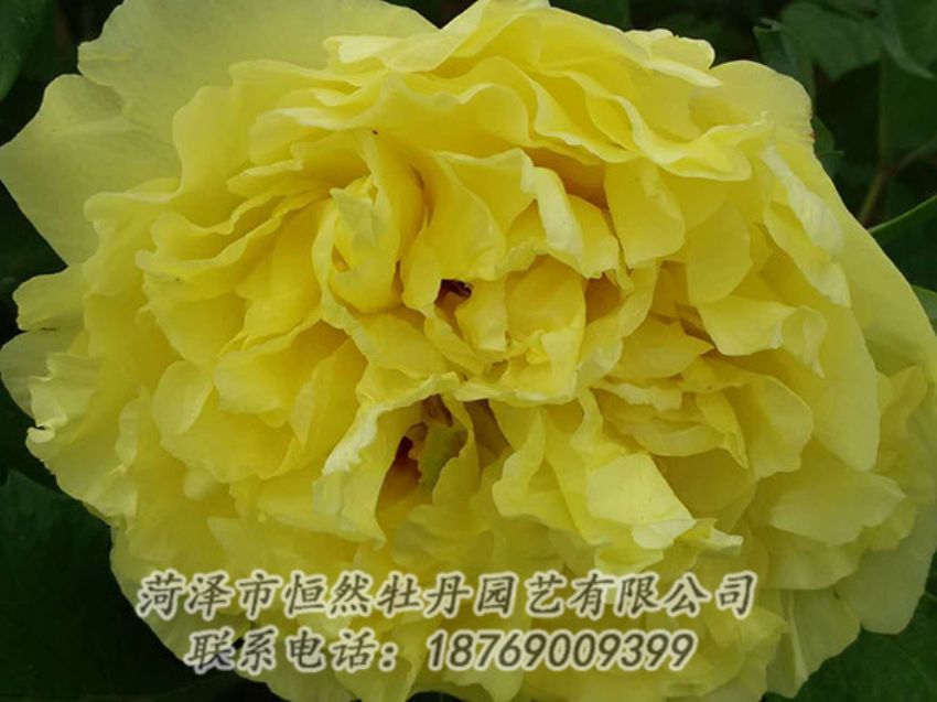 點擊查看詳細信息<br>標題：黃色牡丹 閱讀次數(shù)：1138