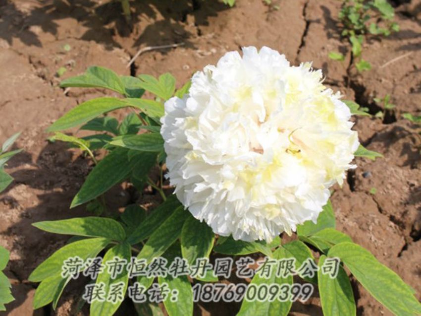 點擊查看詳細信息<br>標題：白色牡丹 閱讀次數(shù)：1261