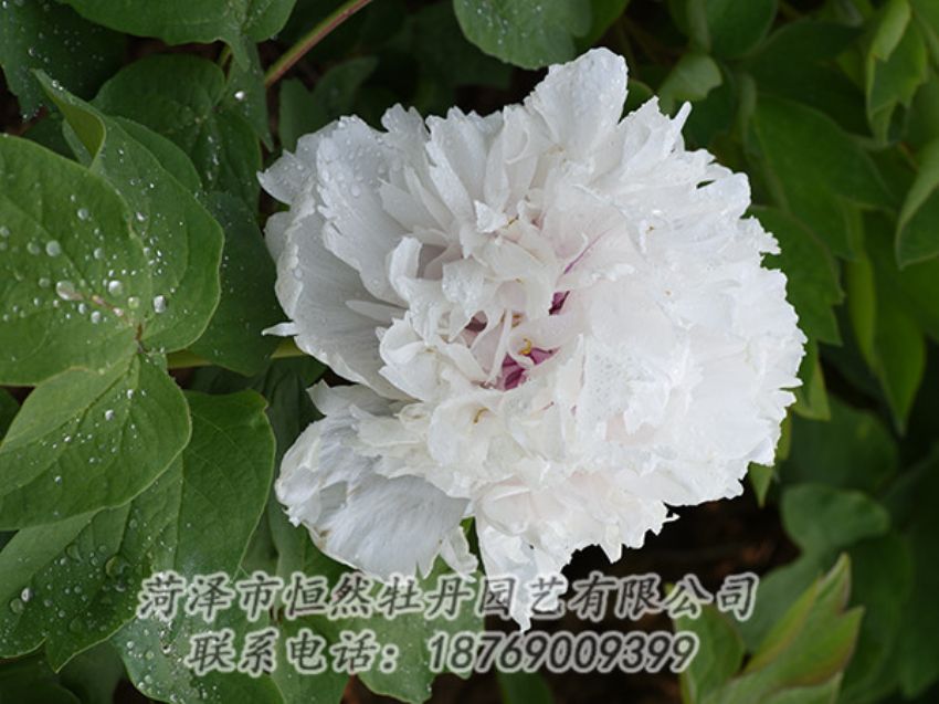 點擊查看詳細信息<br>標題：白色牡丹 閱讀次數(shù)：1228