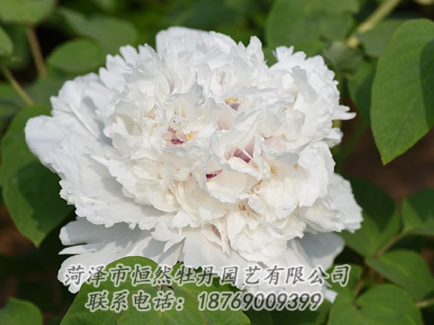 點擊查看詳細信息<br>標題：白色牡丹 閱讀次數(shù)：1266