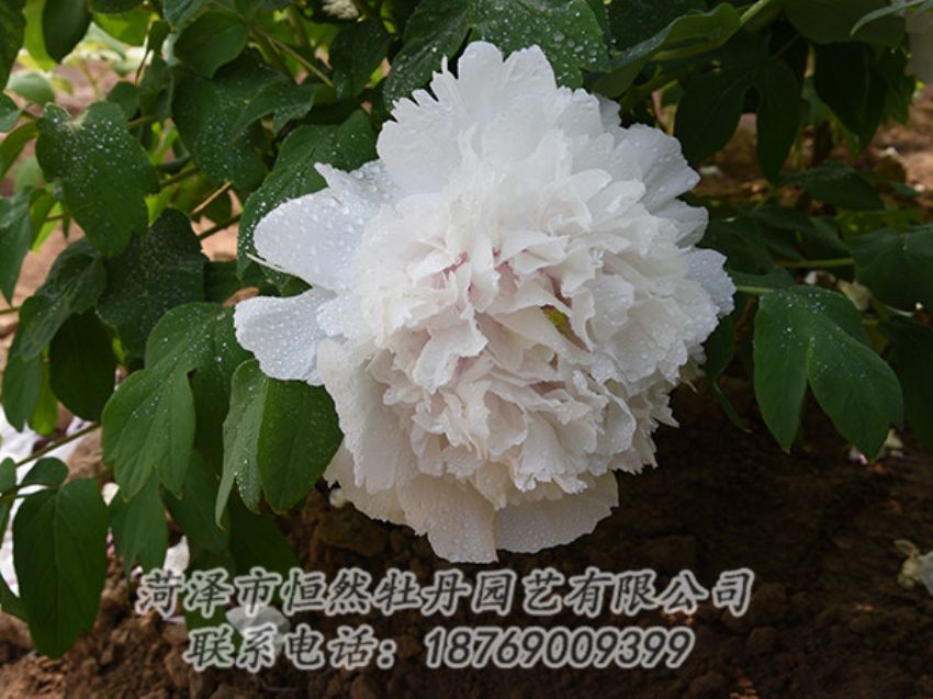 點擊查看詳細信息<br>標題：白色牡丹 閱讀次數(shù)：1201