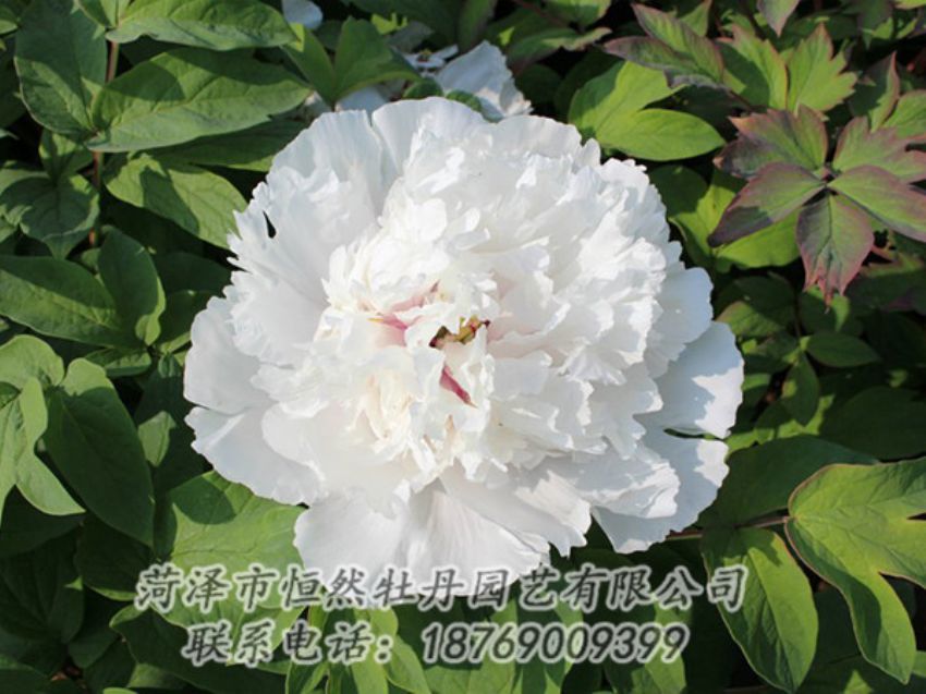 點擊查看詳細信息<br>標題：白色牡丹 閱讀次數(shù)：1357