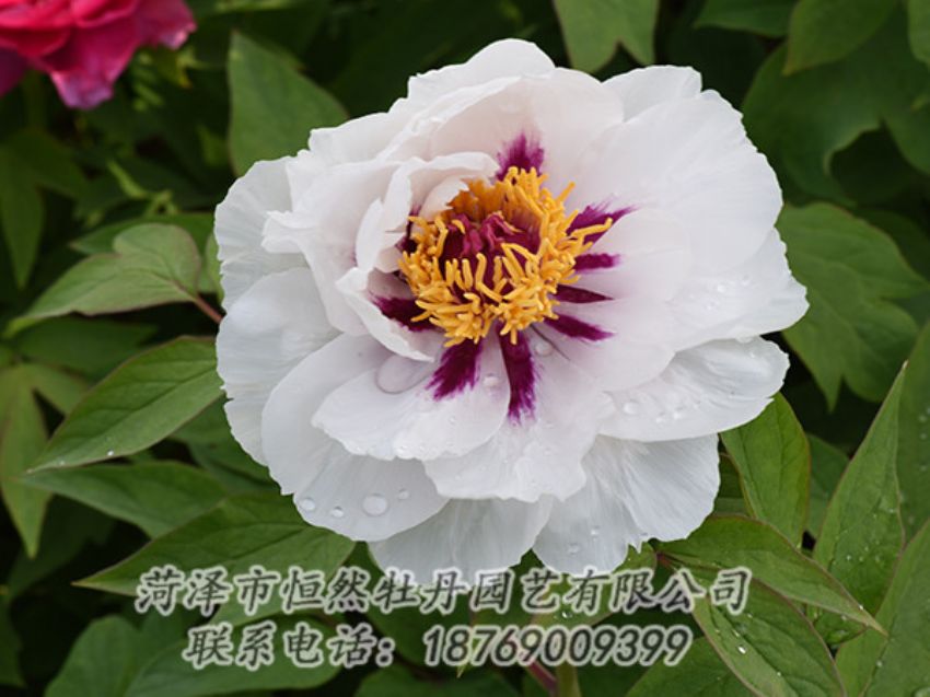 點擊查看詳細信息<br>標題：白色牡丹 閱讀次數(shù)：1260