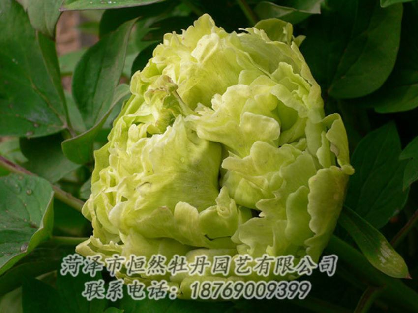 點擊查看詳細信息<br>標題：綠色牡丹 閱讀次數(shù)：1304