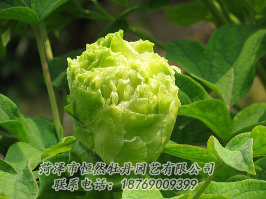 點擊查看詳細信息<br>標題：綠色牡丹 閱讀次數(shù)：1341