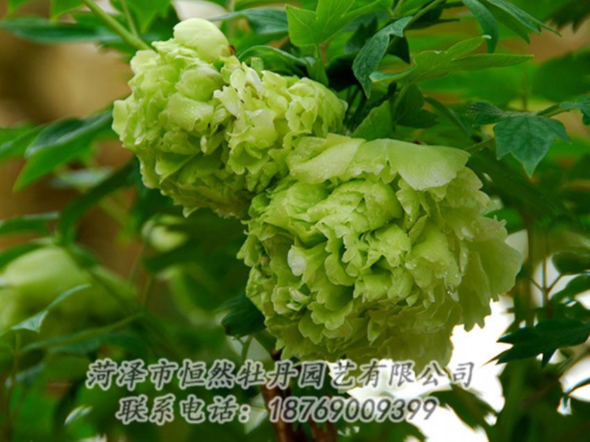 點擊查看詳細信息<br>標題：綠色牡丹 閱讀次數(shù)：1319