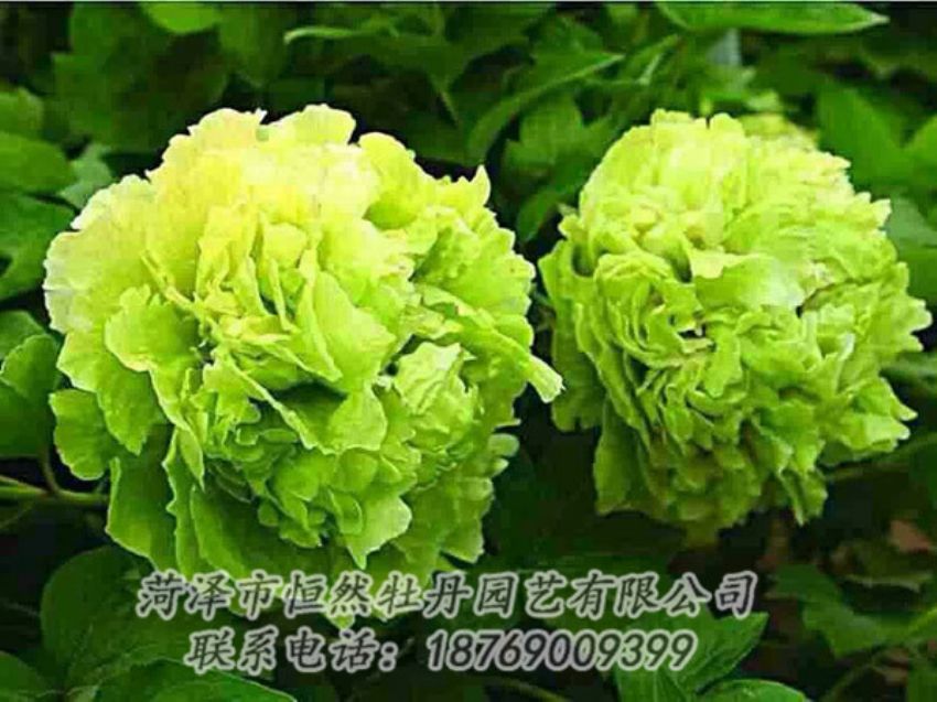 點擊查看詳細信息<br>標題：綠色牡丹 閱讀次數(shù)：1421