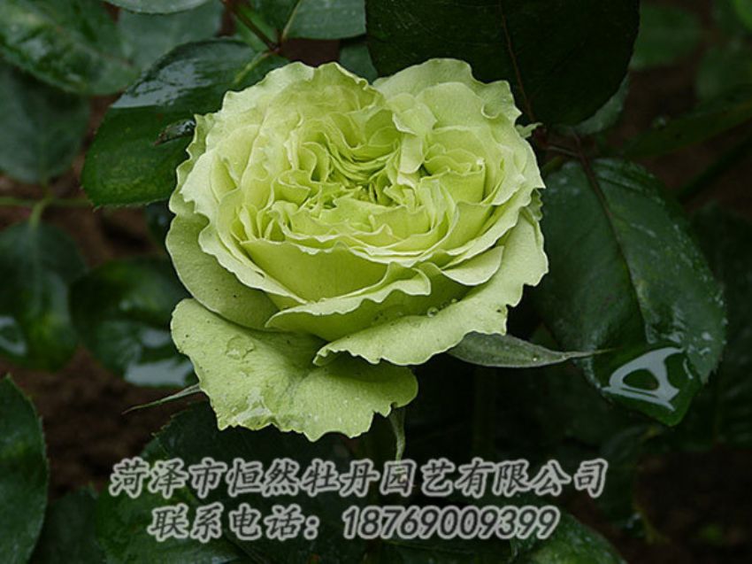 點擊查看詳細信息<br>標題：綠色牡丹 閱讀次數(shù)：1349