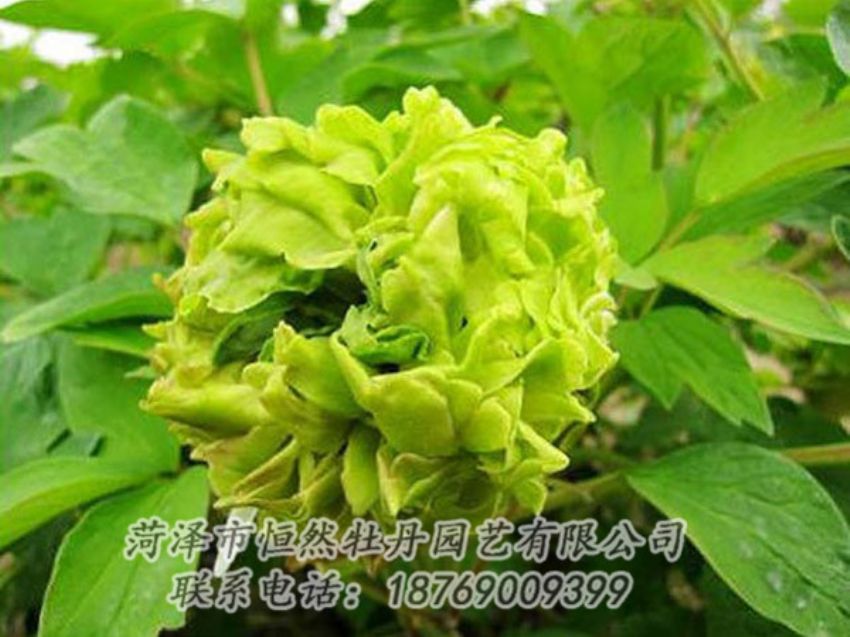 點擊查看詳細信息<br>標題：綠色牡丹 閱讀次數(shù)：1346