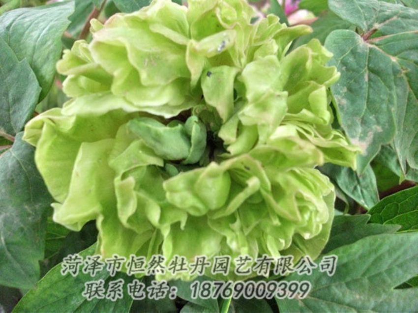點擊查看詳細信息<br>標題：綠色牡丹 閱讀次數(shù)：1439