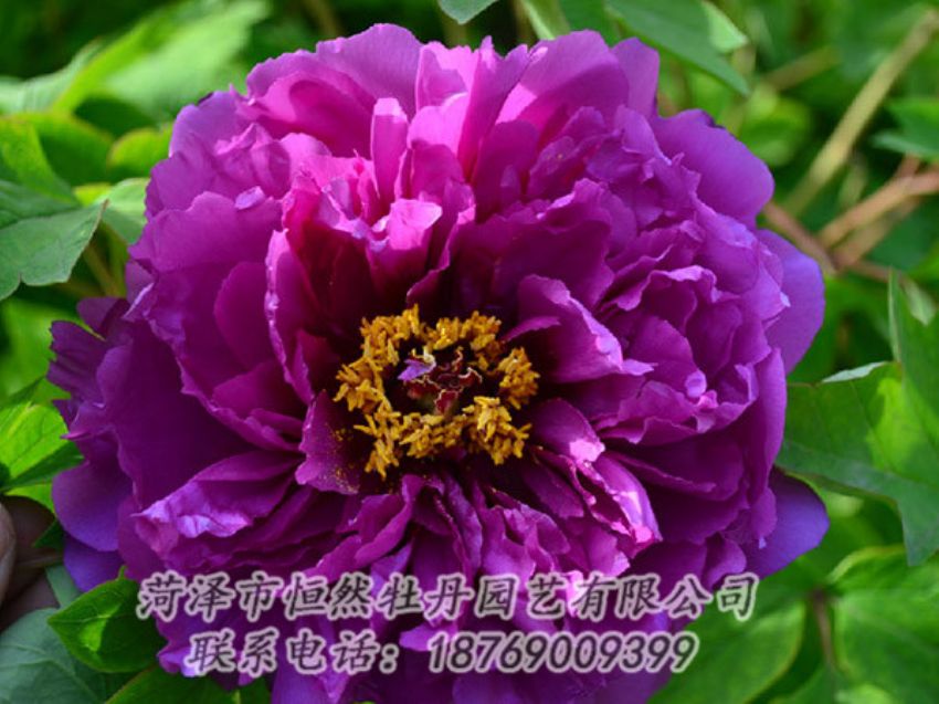 點(diǎn)擊查看詳細(xì)信息<br>標(biāo)題：紫色牡丹 閱讀次數(shù)：1520