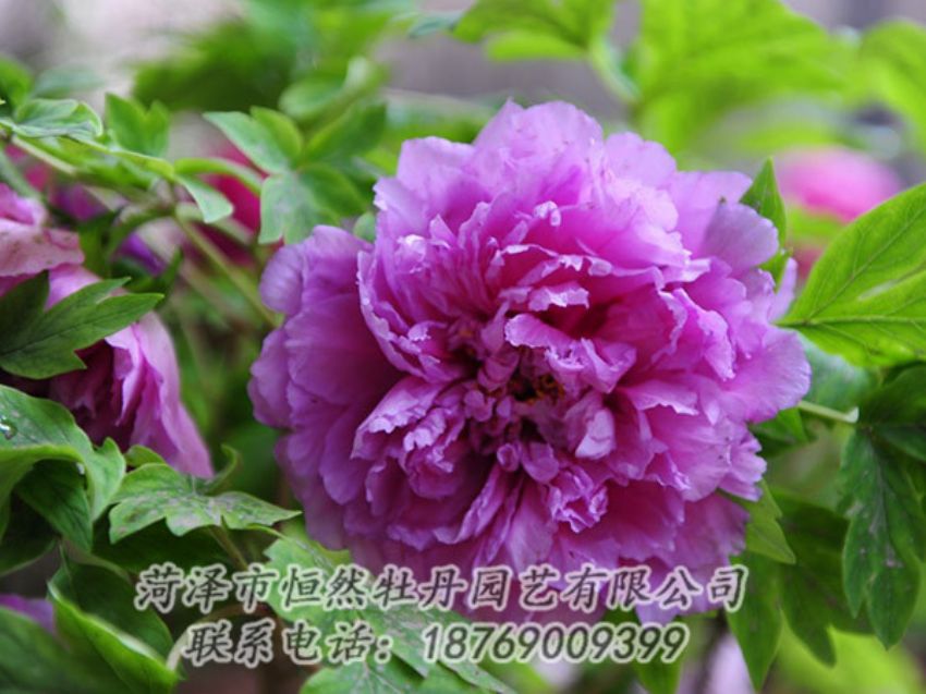 點(diǎn)擊查看詳細(xì)信息<br>標(biāo)題：紫色牡丹 閱讀次數(shù)：1472