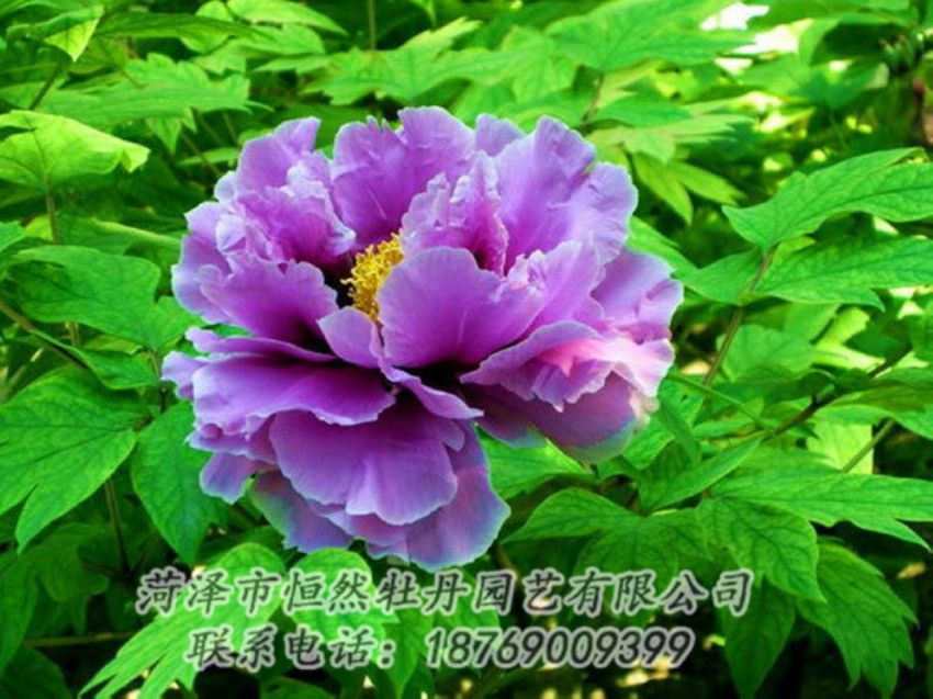 點(diǎn)擊查看詳細(xì)信息<br>標(biāo)題：紫色牡丹 閱讀次數(shù)：1406