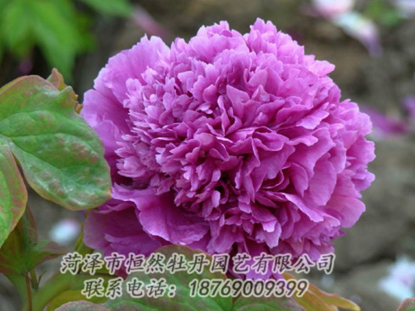 點(diǎn)擊查看詳細(xì)信息<br>標(biāo)題：紫色牡丹 閱讀次數(shù)：1870