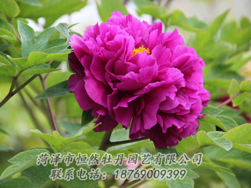 點(diǎn)擊查看詳細(xì)信息<br>標(biāo)題：紫色牡丹 閱讀次數(shù)：1953