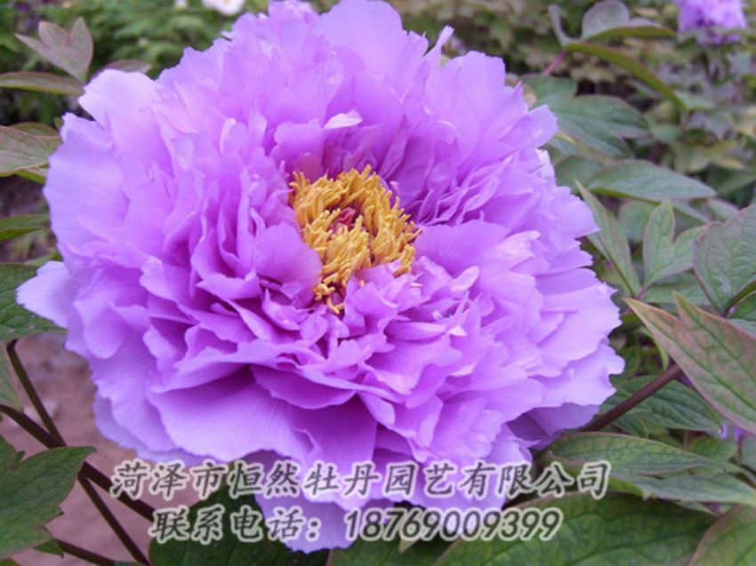 點(diǎn)擊查看詳細(xì)信息<br>標(biāo)題：紫色牡丹 閱讀次數(shù)：1965