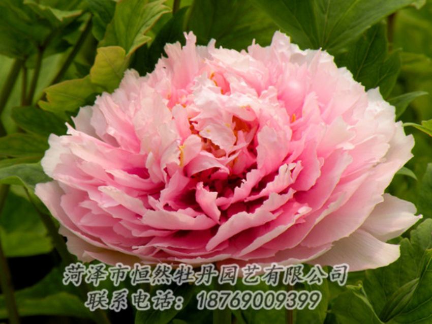 點(diǎn)擊查看詳細(xì)信息<br>標(biāo)題：粉色牡丹 閱讀次數(shù)：2045