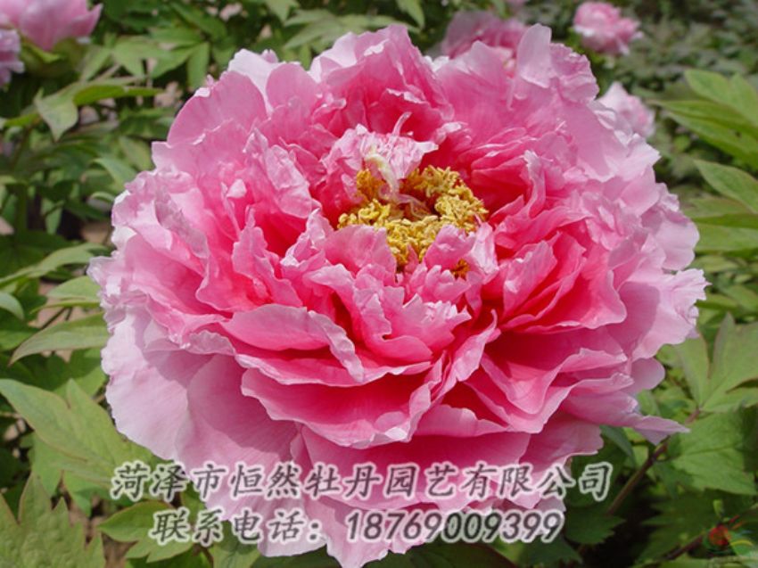 點(diǎn)擊查看詳細(xì)信息<br>標(biāo)題：粉色牡丹 閱讀次數(shù)：2013
