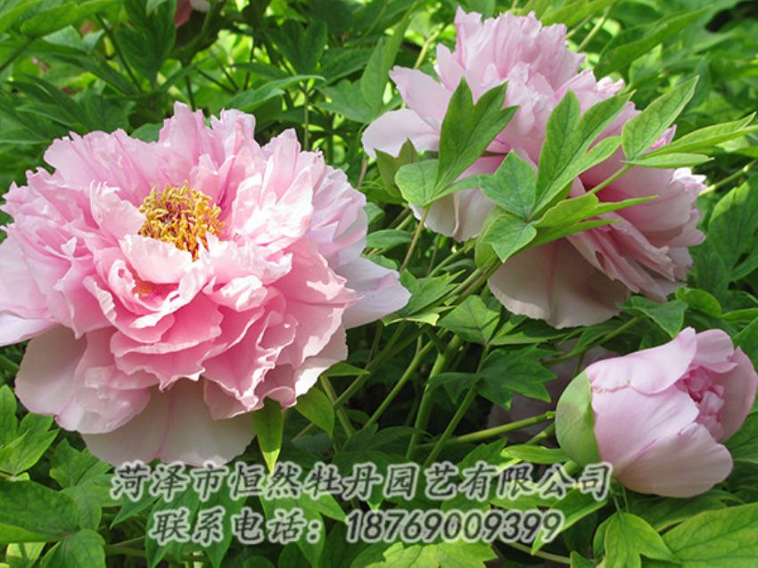點(diǎn)擊查看詳細(xì)信息<br>標(biāo)題：粉色牡丹 閱讀次數(shù)：1922