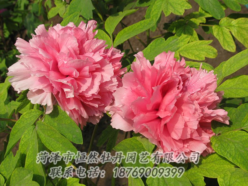 點(diǎn)擊查看詳細(xì)信息<br>標(biāo)題：粉色牡丹 閱讀次數(shù)：1893