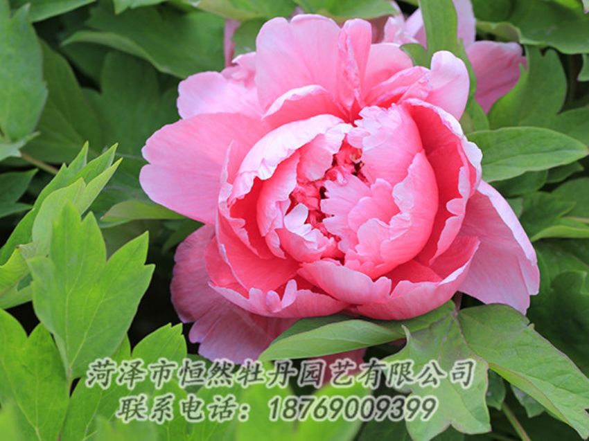 點(diǎn)擊查看詳細(xì)信息<br>標(biāo)題：粉色牡丹 閱讀次數(shù)：1862