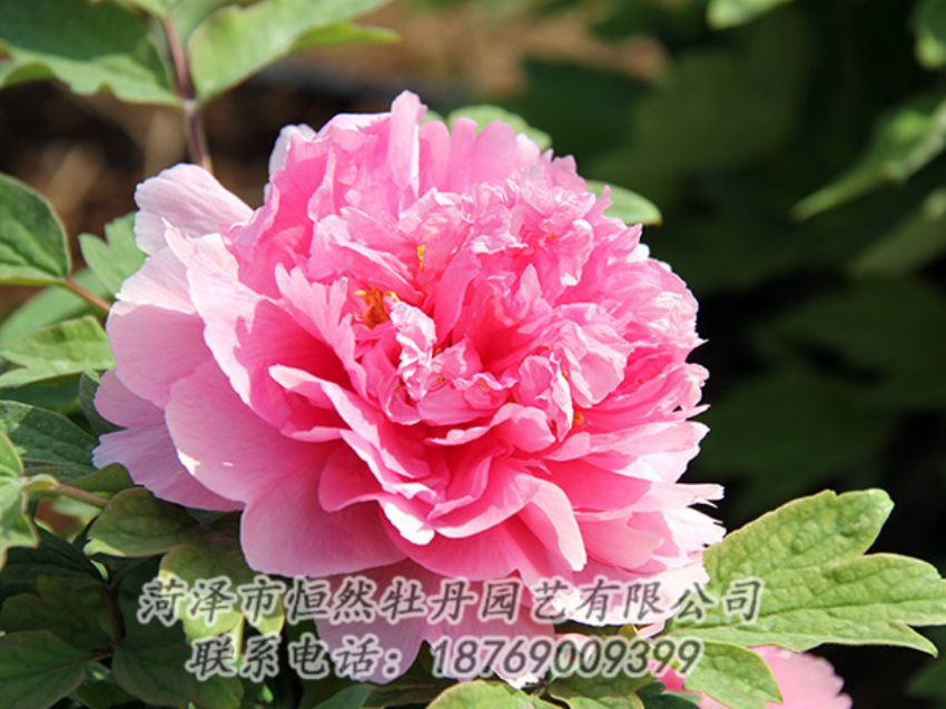 點(diǎn)擊查看詳細(xì)信息<br>標(biāo)題：粉色牡丹 閱讀次數(shù)：1893