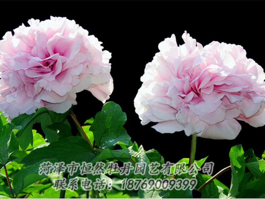 點(diǎn)擊查看詳細(xì)信息<br>標(biāo)題：粉色牡丹 閱讀次數(shù)：1936
