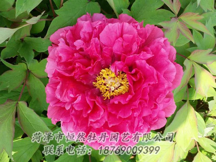 點(diǎn)擊查看詳細(xì)信息<br>標(biāo)題：紅色牡丹 閱讀次數(shù)：2114