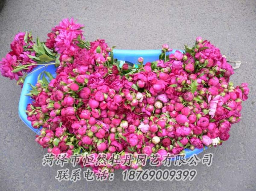 點(diǎn)擊查看詳細(xì)信息<br>標(biāo)題：芍藥切花 閱讀次數(shù)：2058
