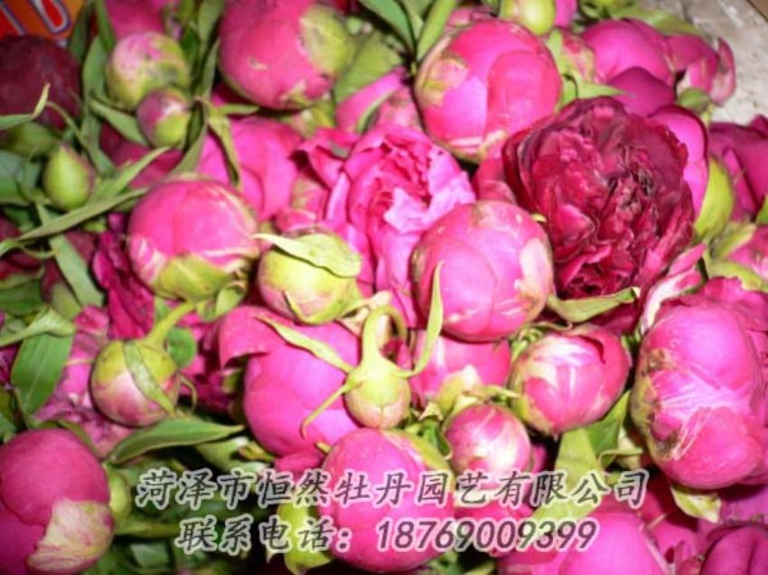 點(diǎn)擊查看詳細(xì)信息<br>標(biāo)題：芍藥切花 閱讀次數(shù)：2074