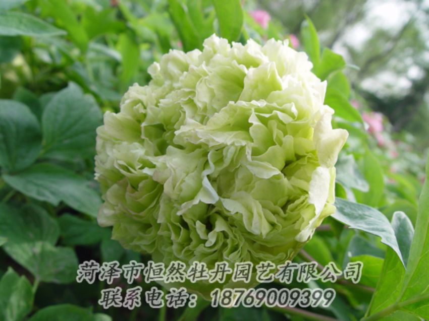 點(diǎn)擊查看詳細(xì)信息<br>標(biāo)題：綠色牡丹 閱讀次數(shù)：2101