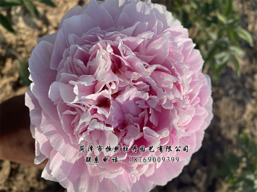 點(diǎn)擊查看詳細(xì)信息<br>標(biāo)題：進(jìn)口芍藥 閱讀次數(shù)：512